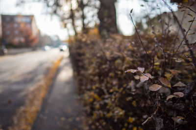Close-up of insect on tree