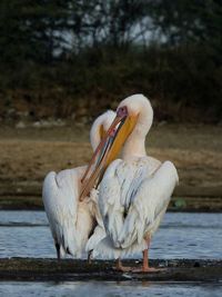 View of pelican on lake