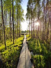 Footpath amidst trees in forest against sky