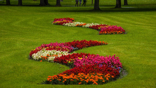 View of flowers in park