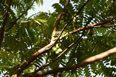 Low angle view of tree