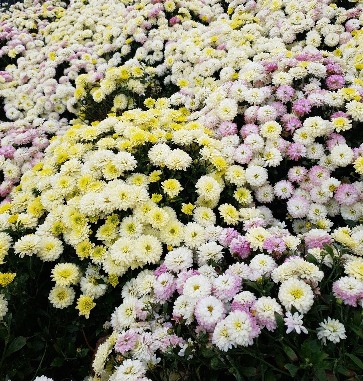CLOSE-UP OF FLOWERING PLANTS