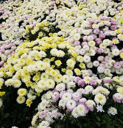 High angle view of flowering plants