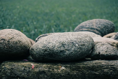 Close-up of crab on rock