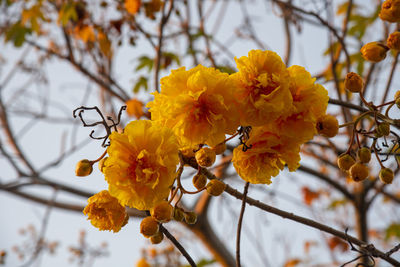 Close-up of yellow flowering plant