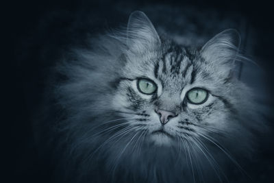 Close-up portrait of tabby cat against black background