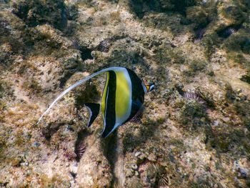 Close-up of fish swimming in sea