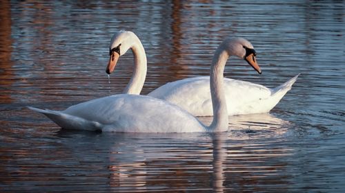 Swans swimming in lake