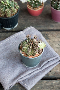 High angle view of potted plants on table