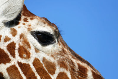 Close-up of a giraffe's eye against clear blue sky