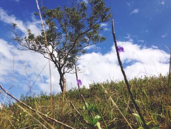 Low angle view of flower tree on field against sky