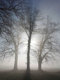 Silhouette bare tree against sky during foggy weather
