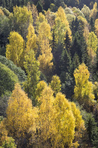 Pine trees in forest during autumn