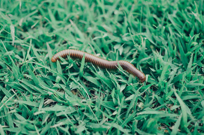 High angle view of caterpillar on field
