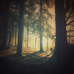 Man walking amidst trees in forest