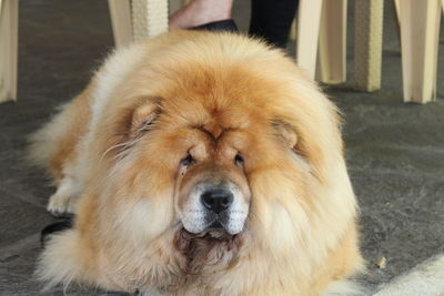 Close-up portrait of a dog