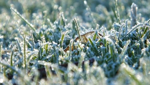 Close-up of grass on field during winter