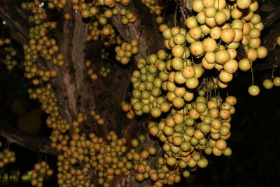 Close-up of fruits growing on tree