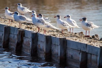 Birds perching on shore