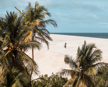 Palm trees by sea against sky