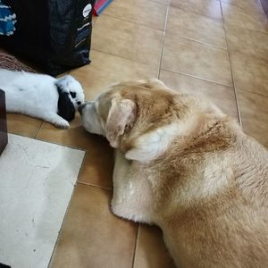 High angle view of dog sleeping on tiled floor