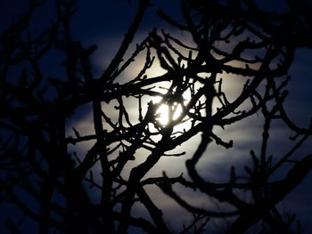 Low angle view of silhouette tree against sky