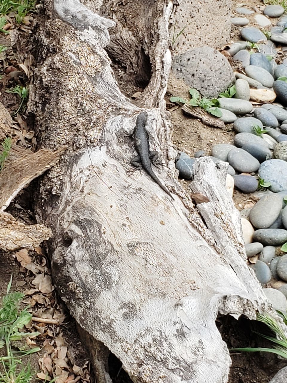 HIGH ANGLE VIEW OF DRIFTWOOD ON TREE