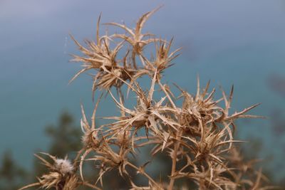 Close-up of plant against sky