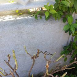 Ivy growing on wall