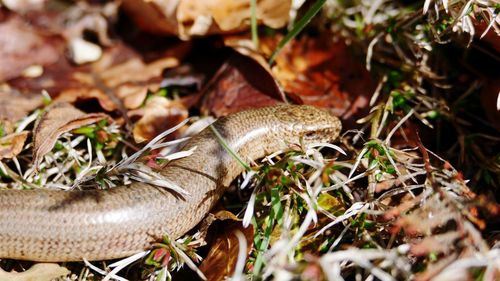 High angle view of mushroom in grass