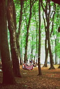 Trees in forest