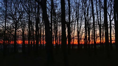 Silhouette trees in forest during sunset