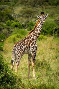 Masai giraffe calf stands in grassy clearing