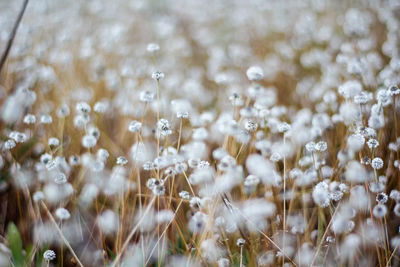 Close-up of white flowering plants on field