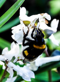 Close-up of bee on flower