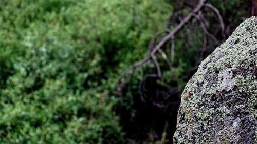 Close-up of moss on tree