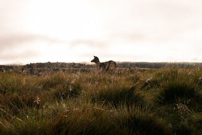 Scenic view of grassy field against sky