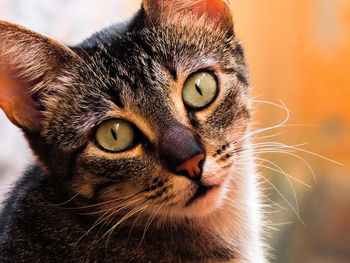 Close-up portrait of a cat