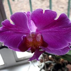 Close-up of flower blooming outdoors