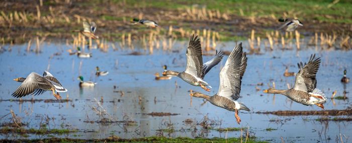 Birds in lake