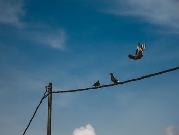 Low angle view of birds perching on cable against sky