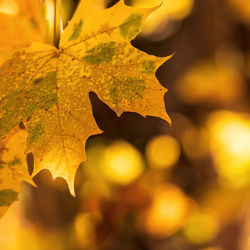 Close-up of yellow maple leaves against blurred background