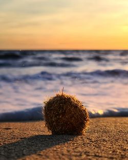 Seaweed ball in formentera 