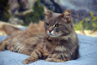 Close-up portrait of a cat looking away