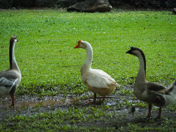 View of birds in lake