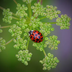 High angle view of ladybug on plant