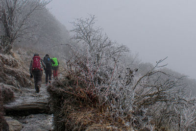 Rear view of people walking on snow covered plants