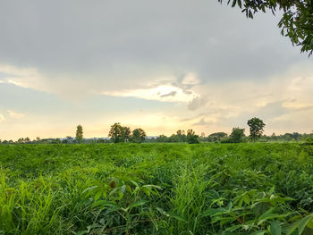 Scenic view of field against sky during sunset