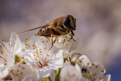 Close-up of insect on flower