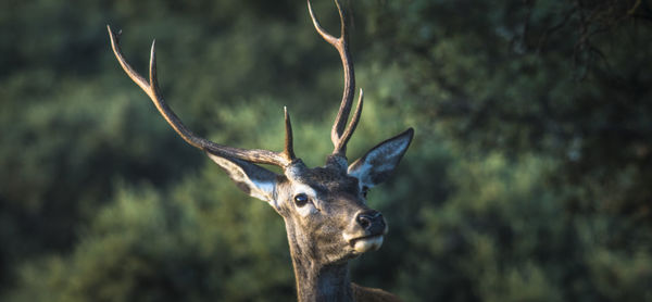 Stag looking away against trees